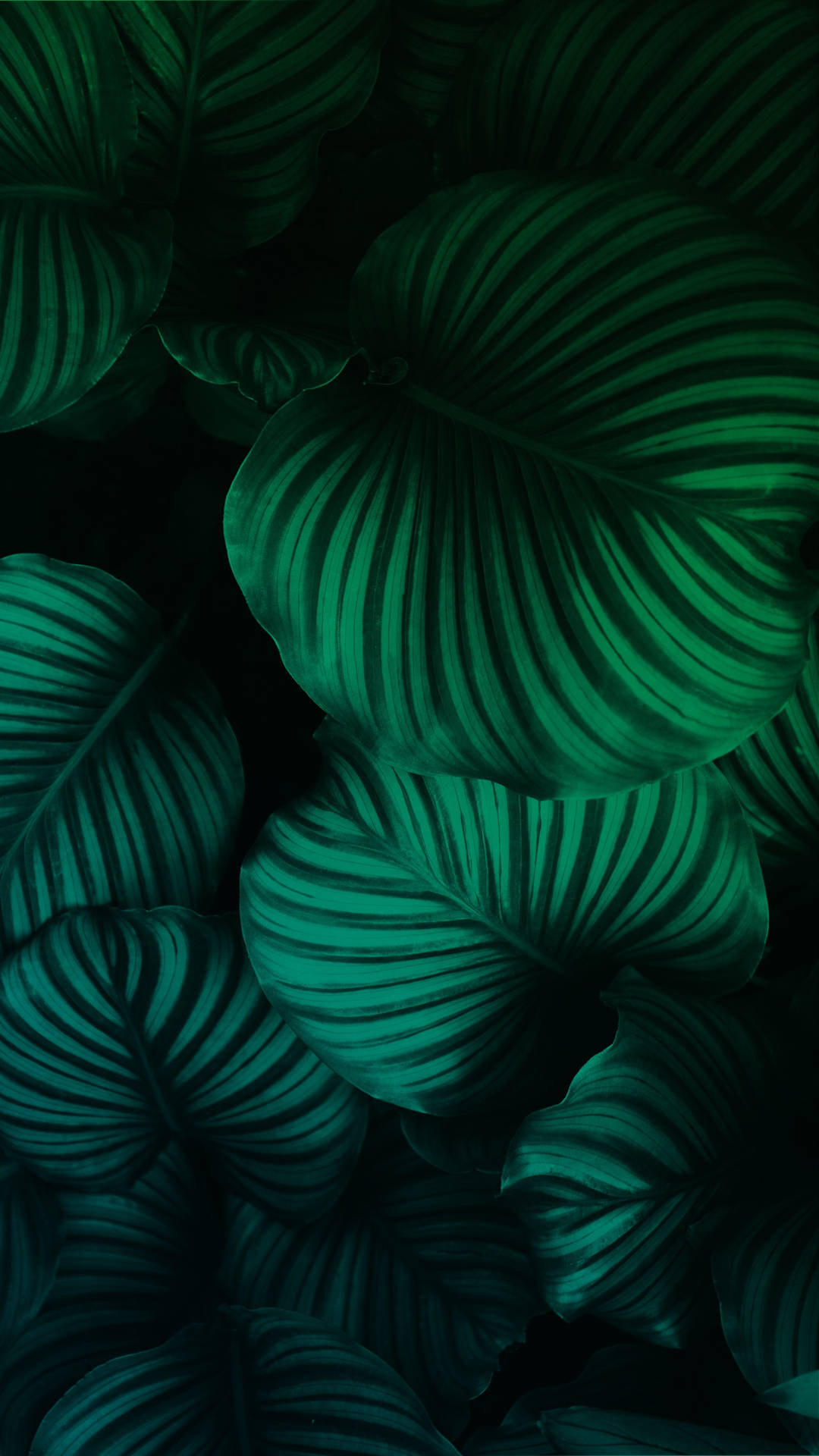 Green Leaves On A Dark Background Background