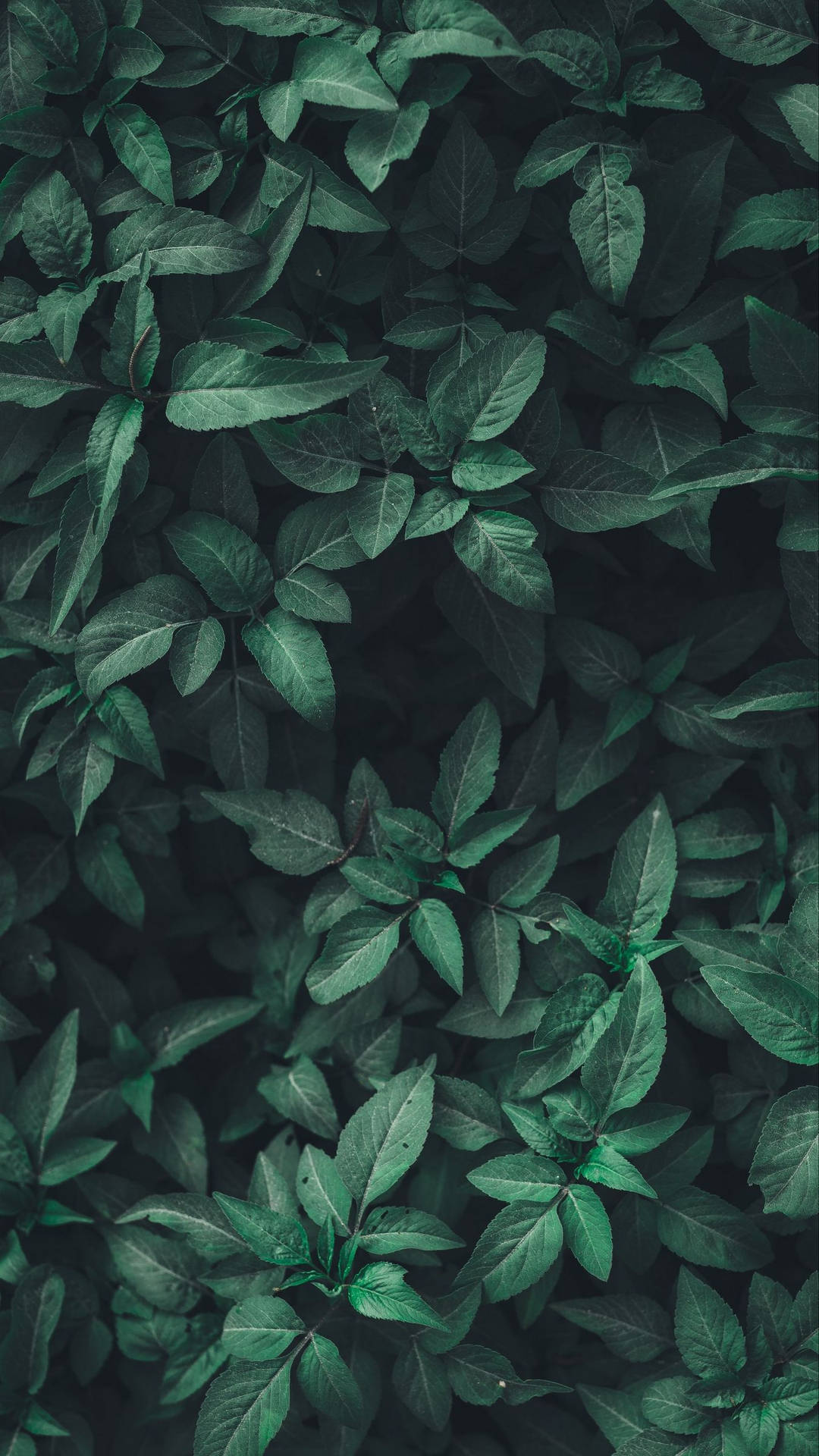 Green Leaves On A Wall