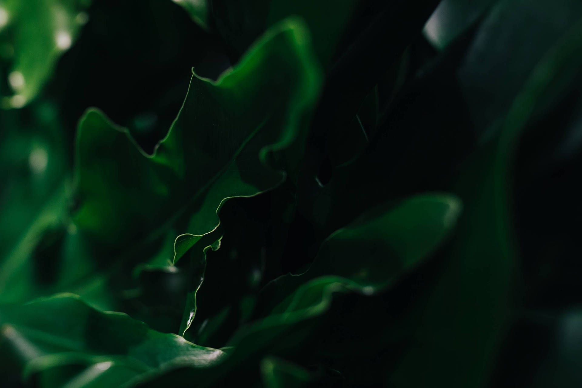 Green Leaves With Uneven Edges Background