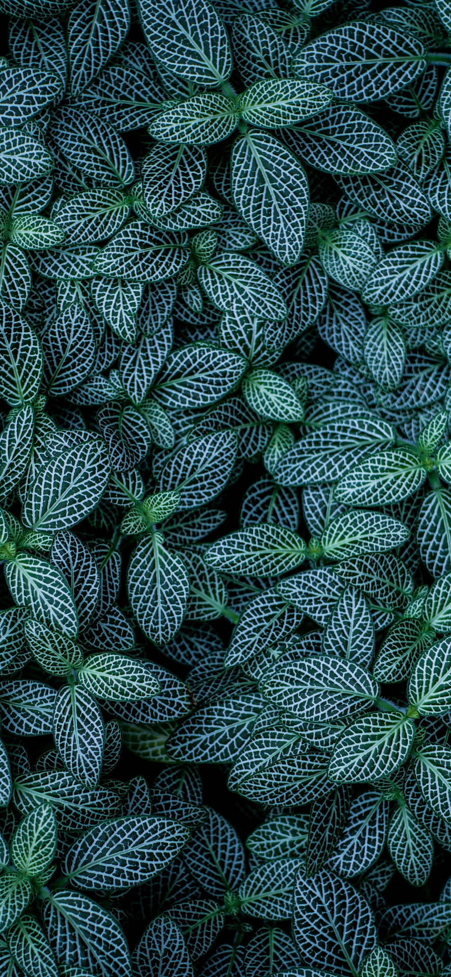 Green Leaves With White Lines Plants