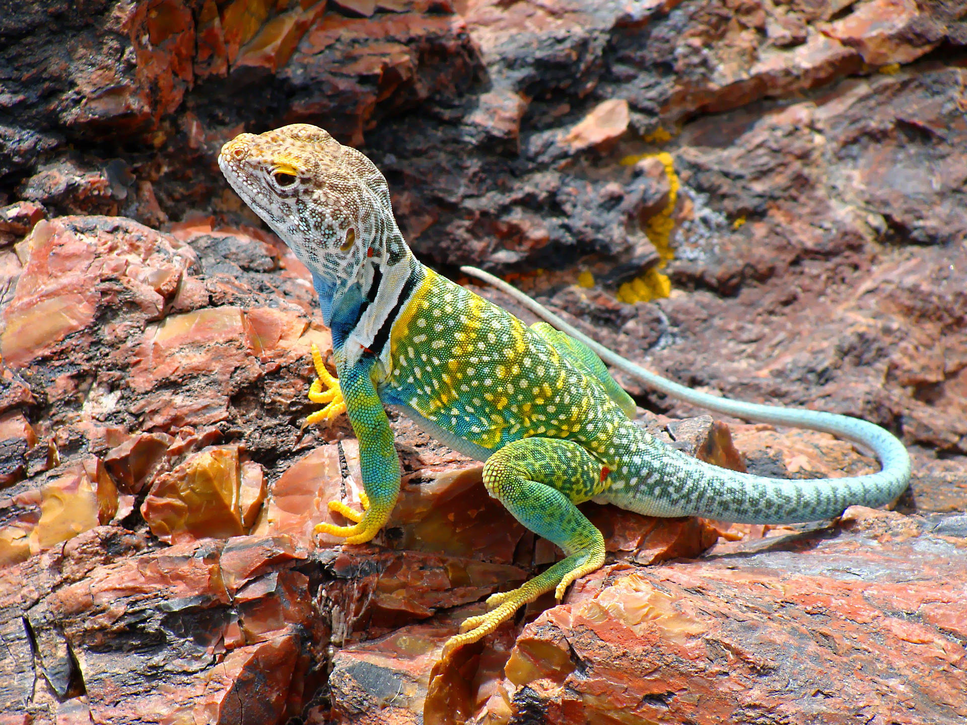 Green Leopard Collared Lizard