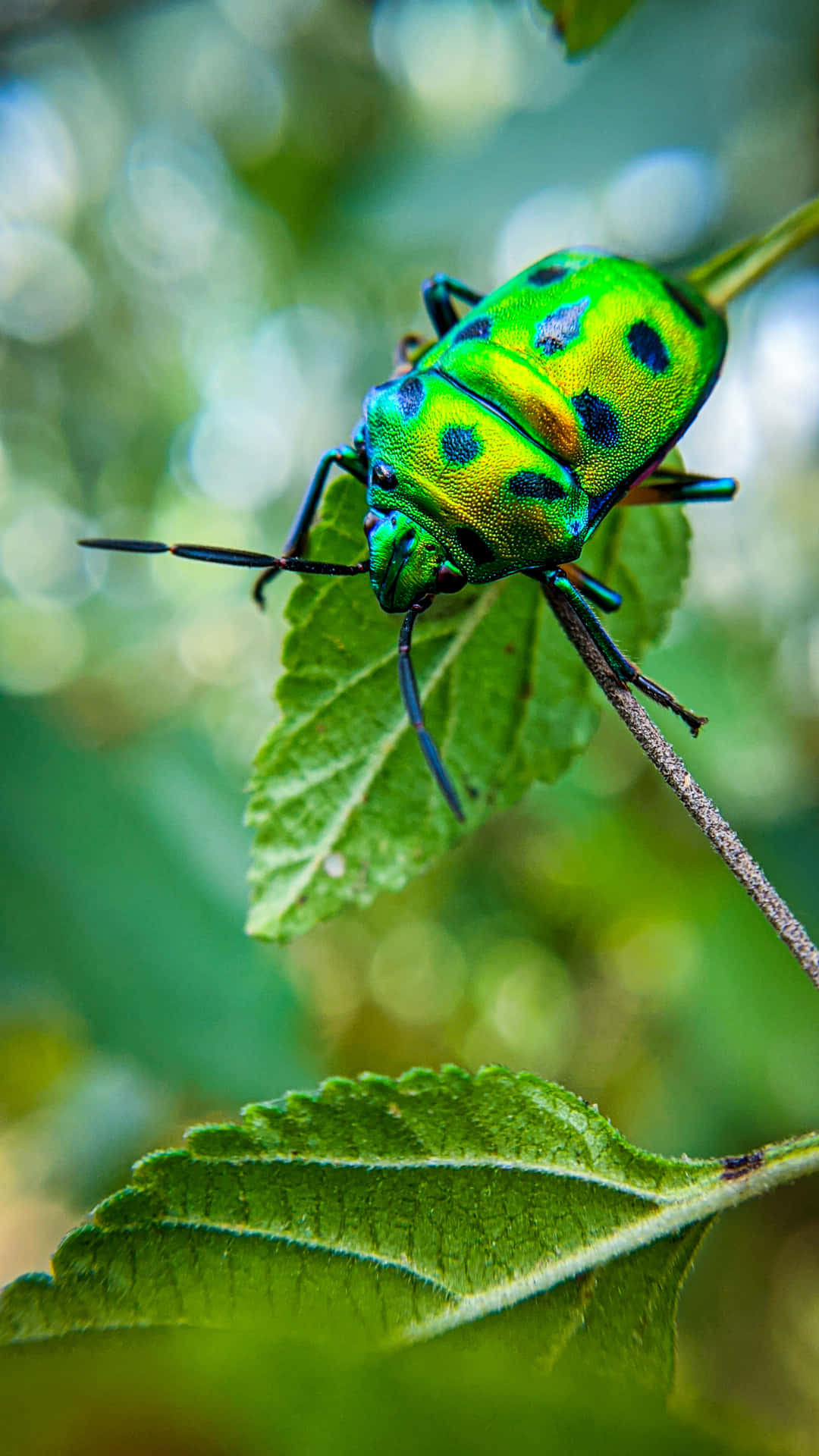 Green Life Of An Insects Background