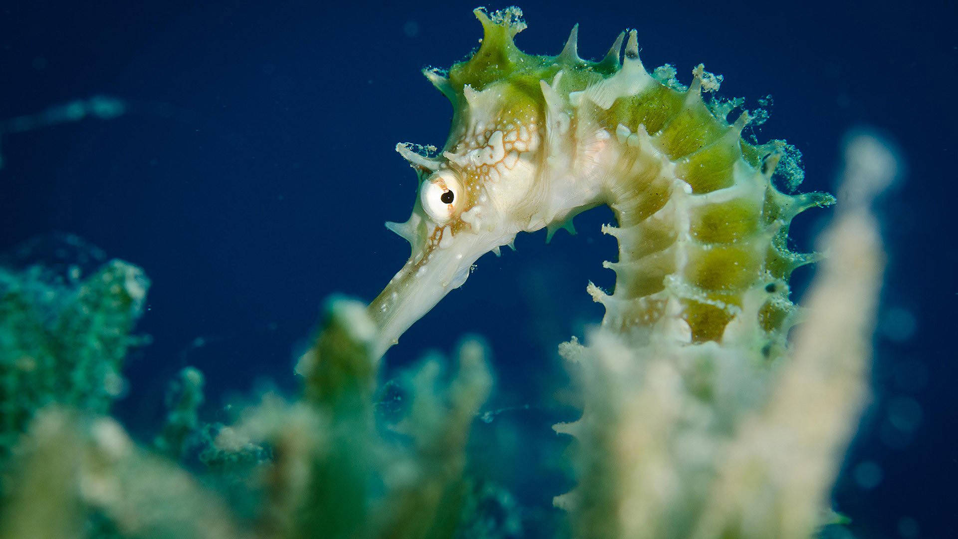 Green Lined Seahorse
