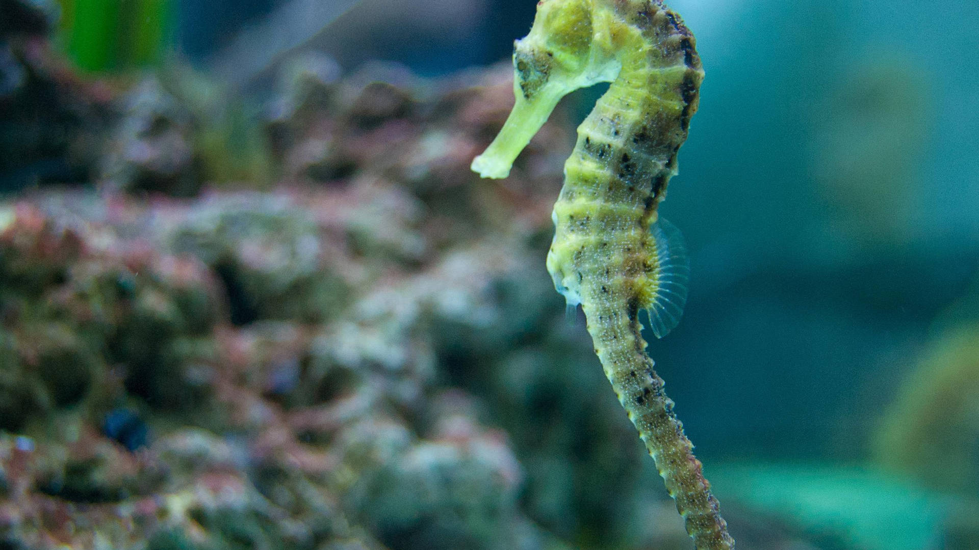 Green Little Seahorse Background