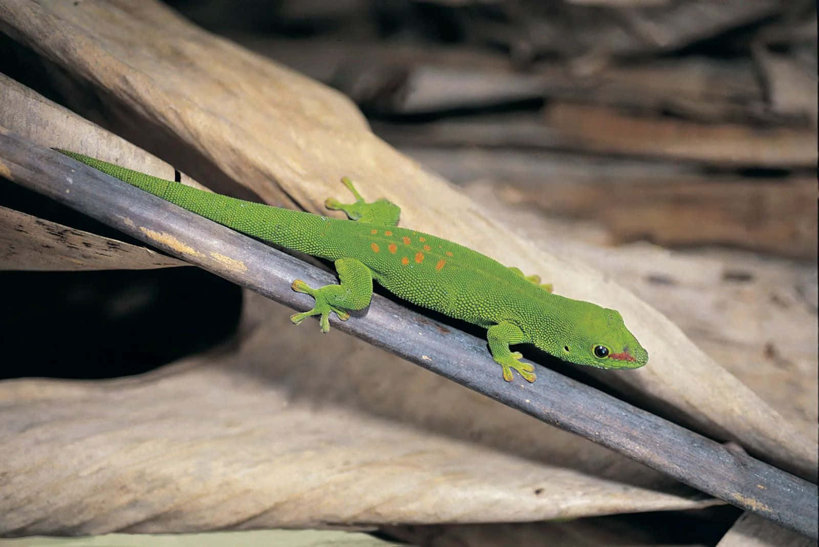 Green Lizard On Branch.jpg