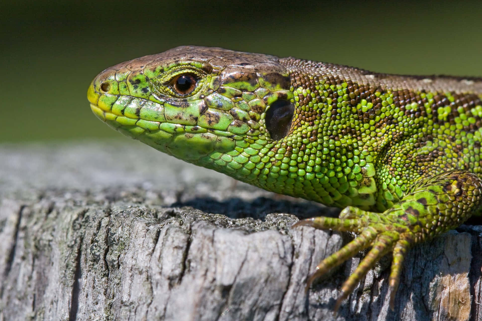 Green Lizard Sunbathingon Log