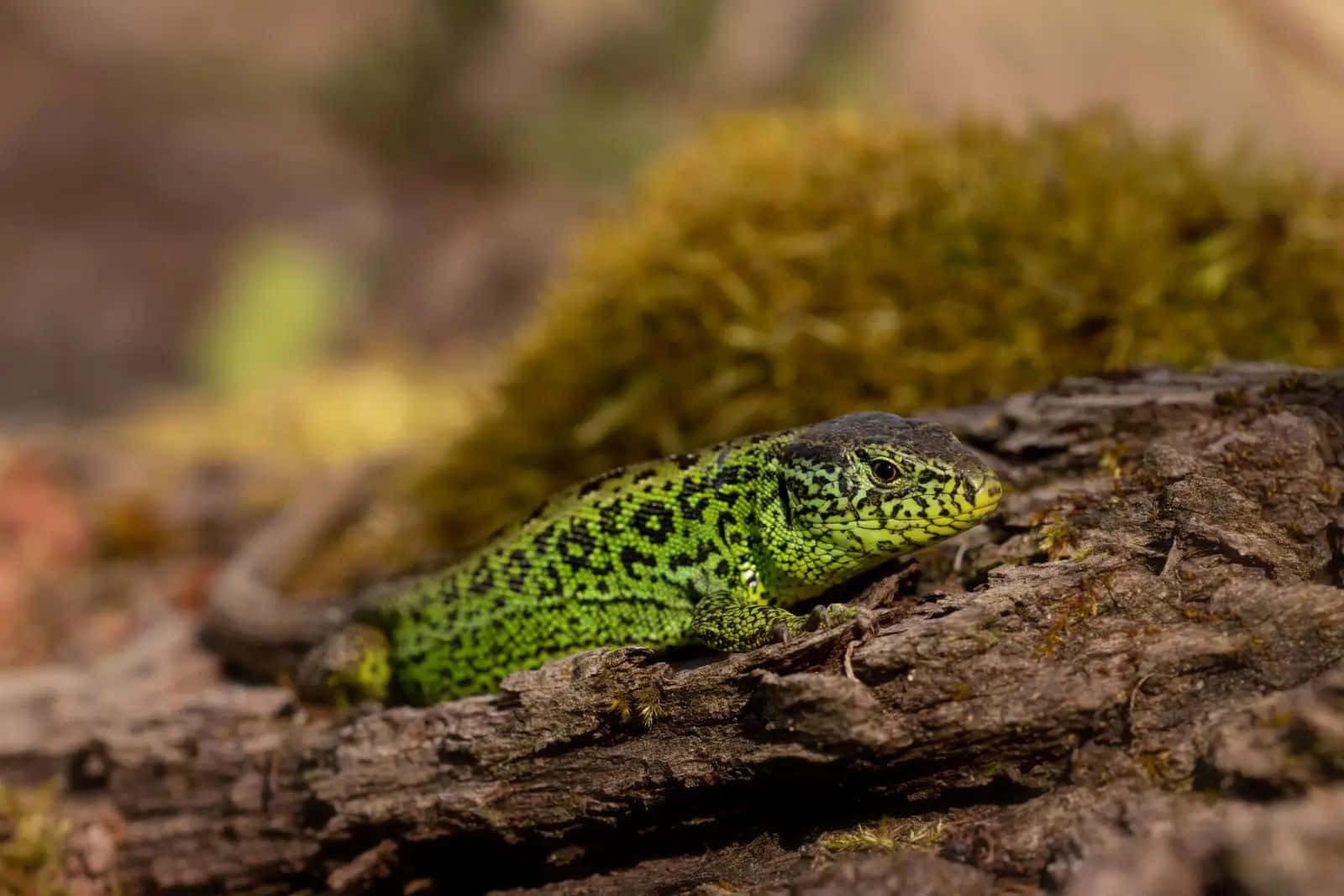 Green Lizardon Log Background