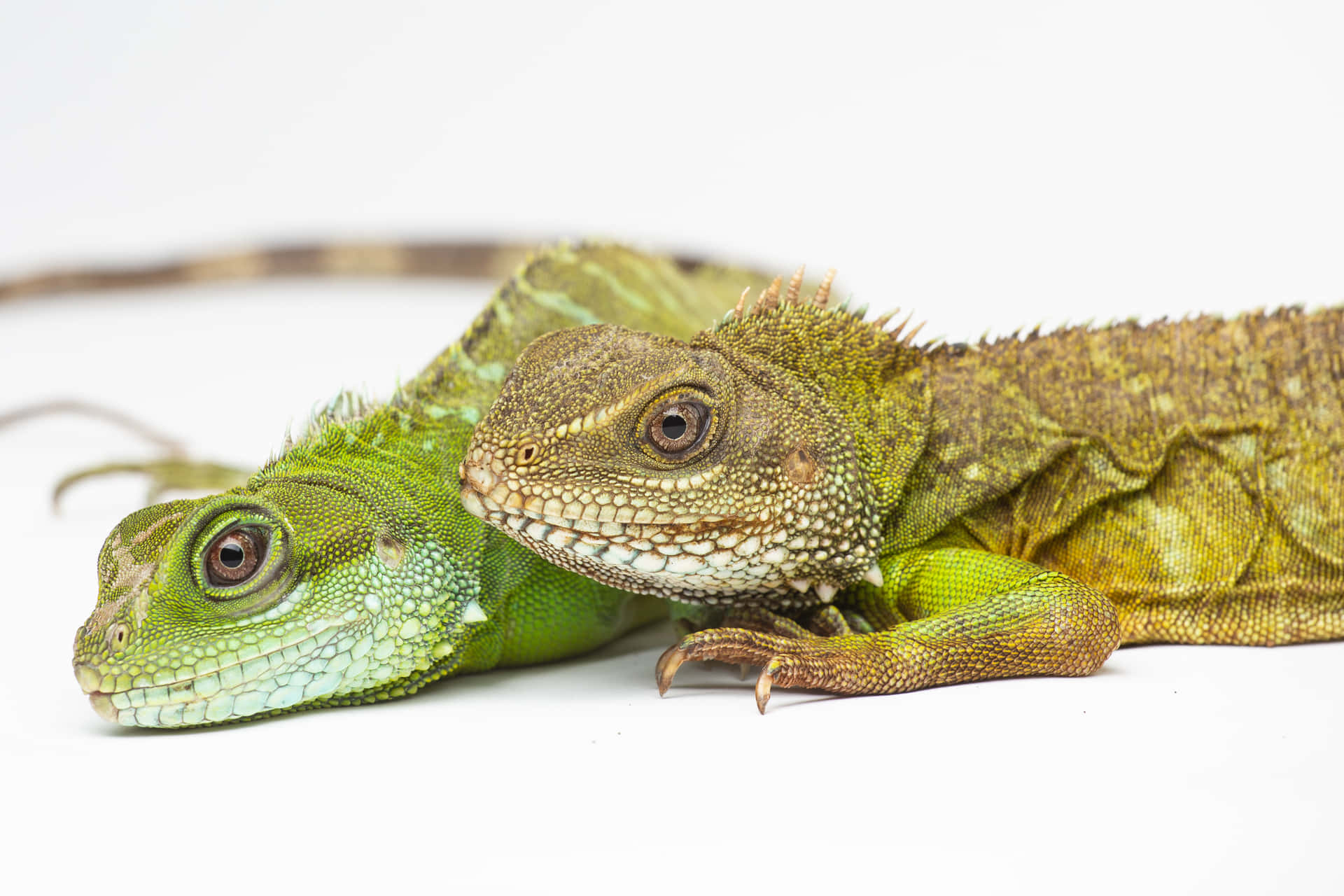 Green Lizards Closeup