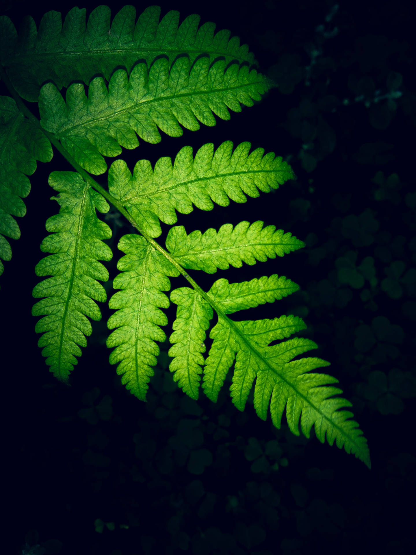 Green Long Leaves Hd Phone Background