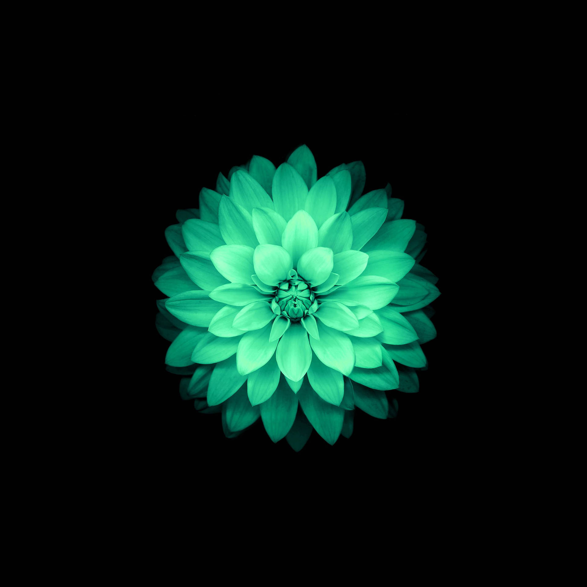 Green Lotus Flower Apple Background
