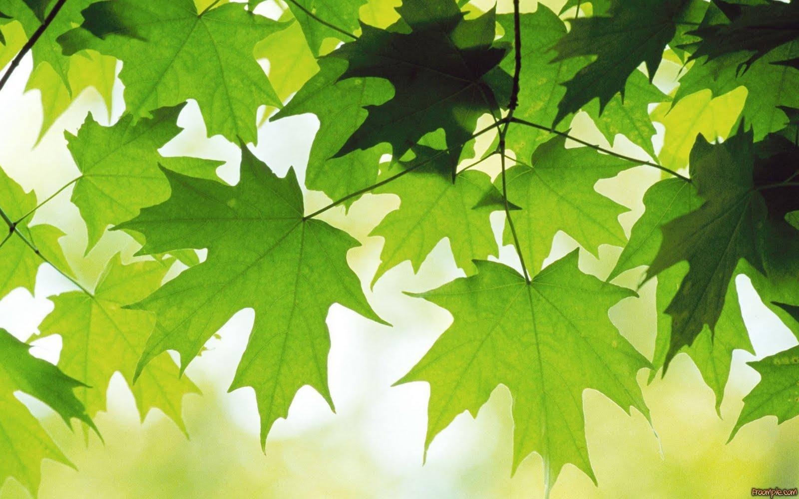 Green Maple Leaves All Best Background