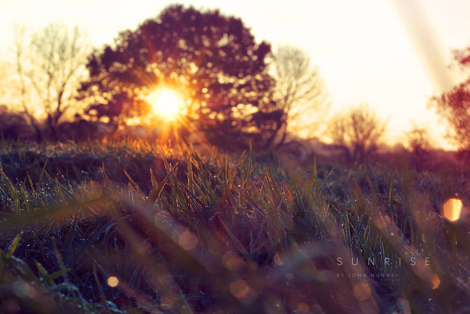 Green Meadow Sunrise Focus