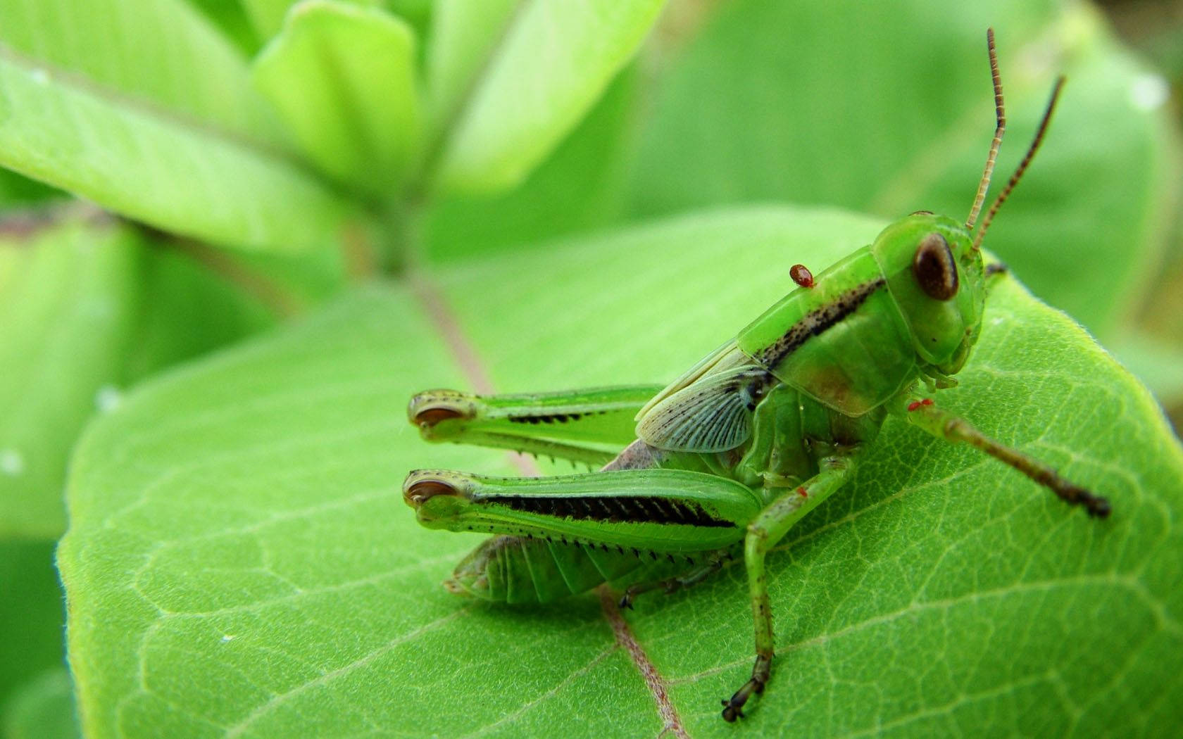 Green Melanoplinae Grasshopper Background