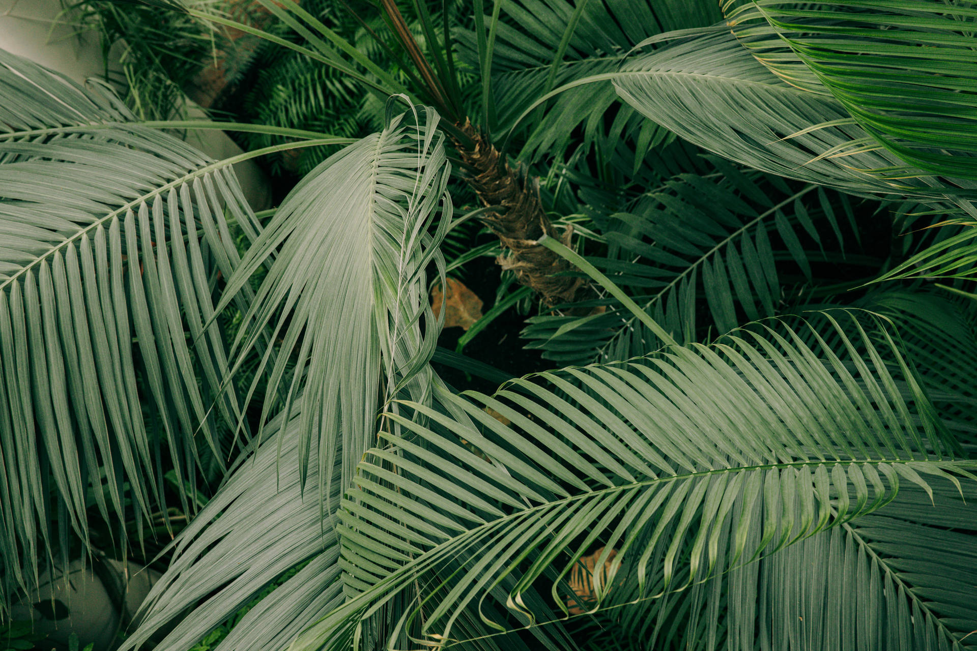 Green Minimalist Photography Of Green Palm Trees Background