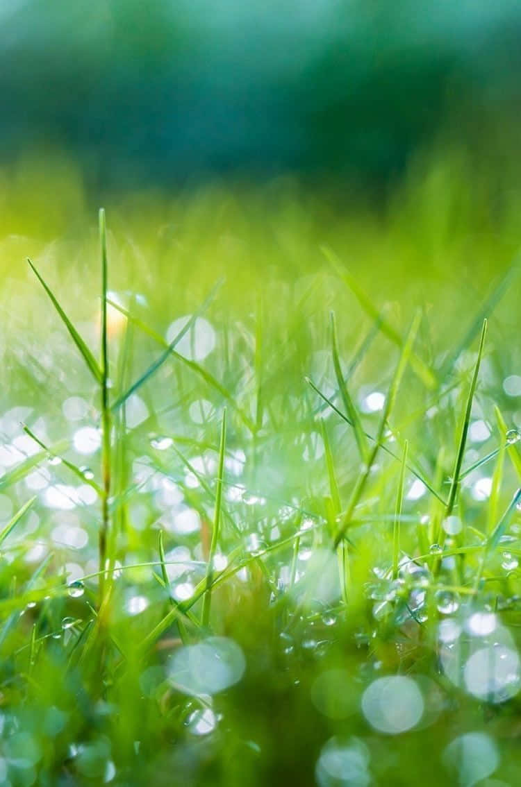 Green Moist Grass Nature Iphone Background