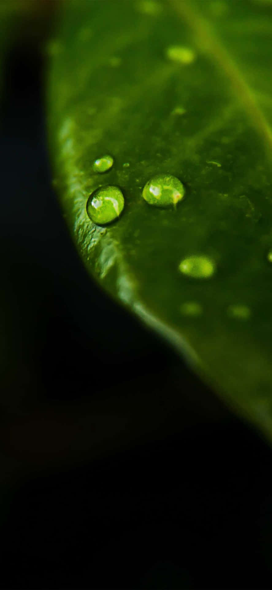 Green Moist Leaf Macro Nature Iphone Background