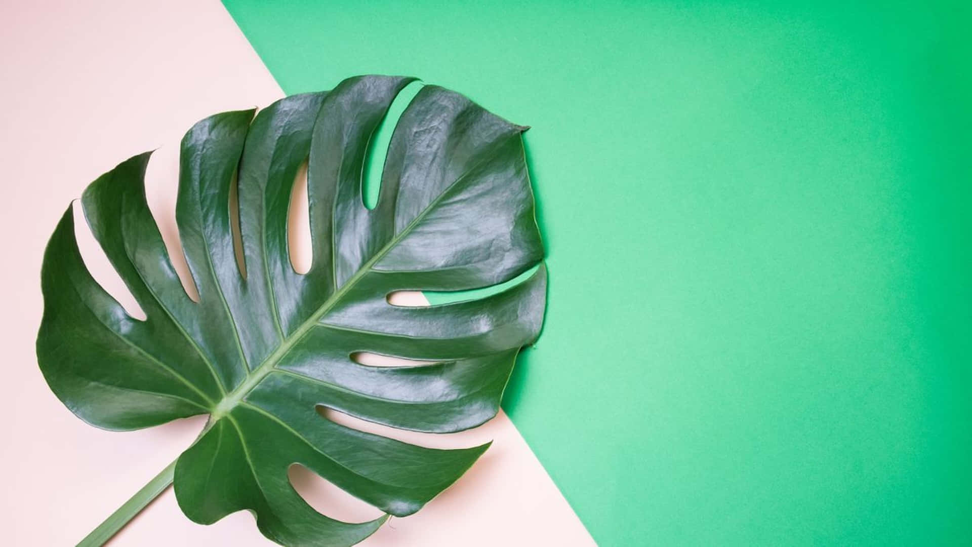 Green Monstera Leaf Dual Tone Background Background