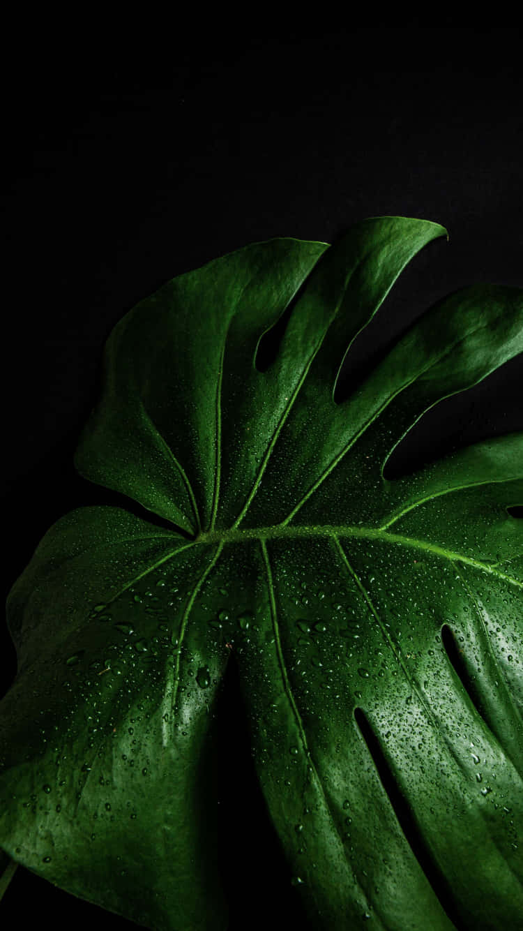 Green Monstera Leaf With Droplets