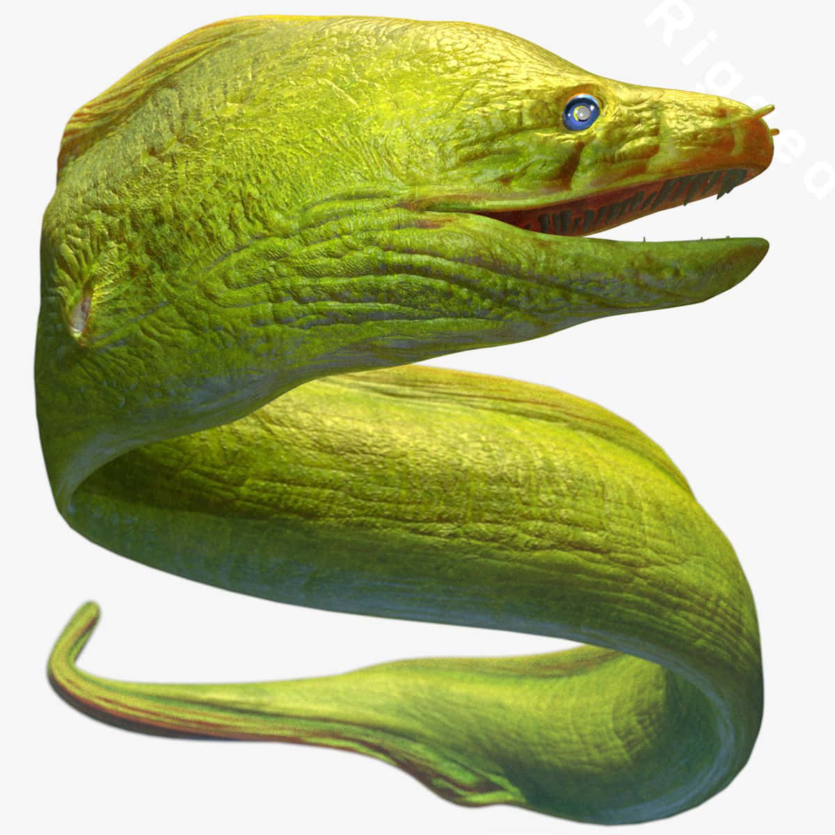 Green Moray Eel Illustration