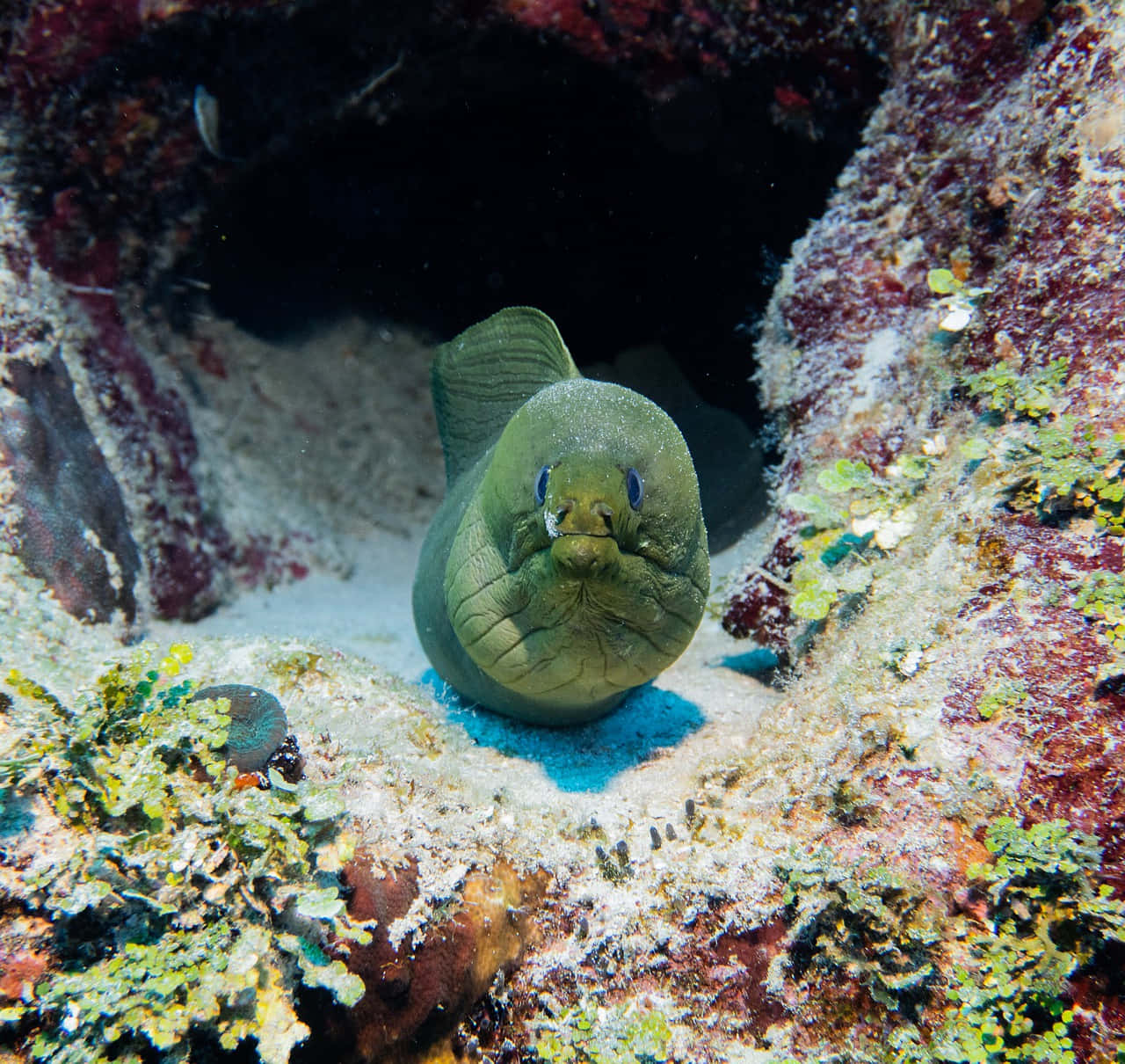 Green Moray Eel Peeking Out Background