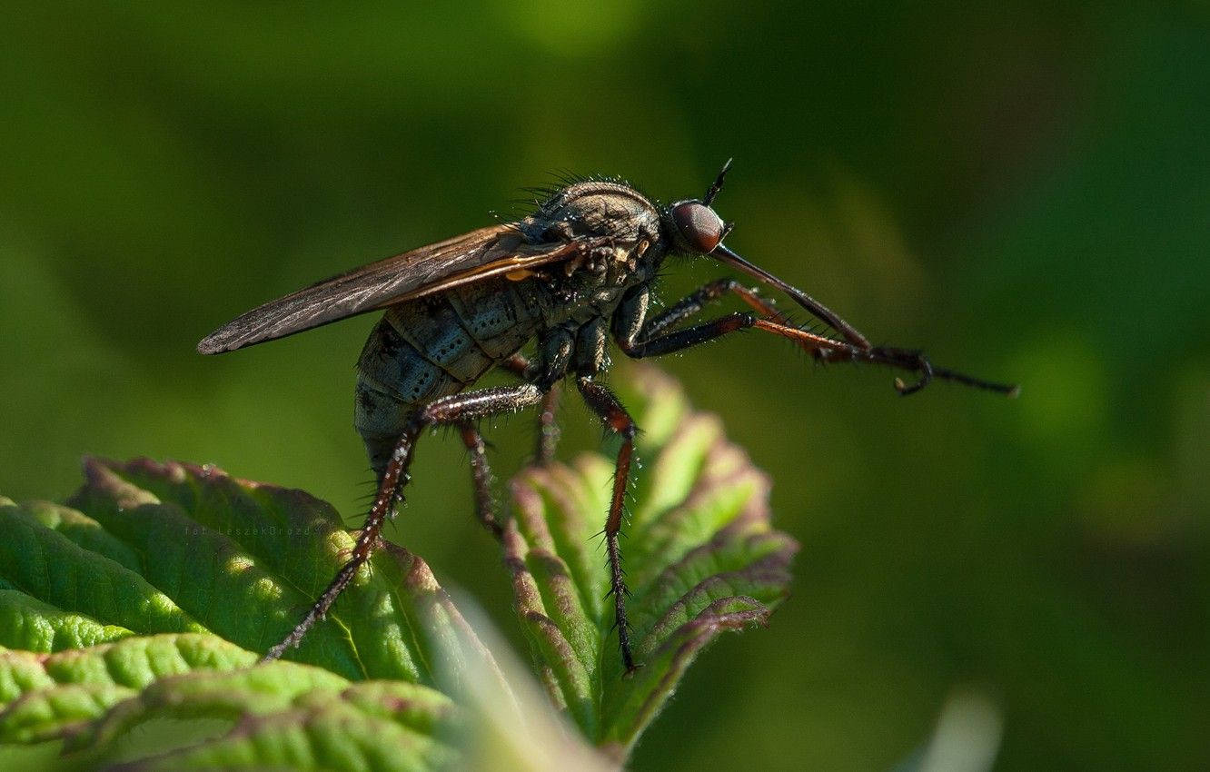 Green Mosquito On A Leaf Background