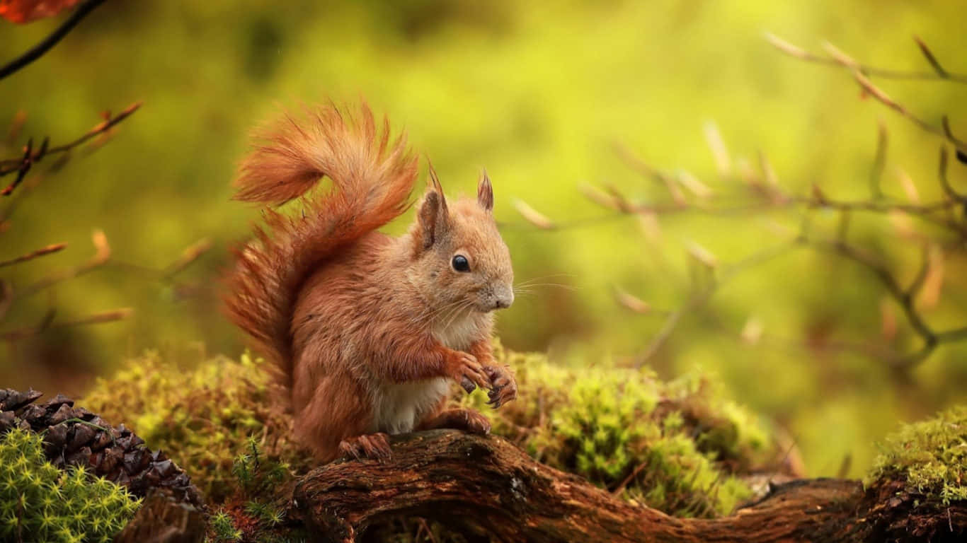 Green Nature And Brown Chipmunk