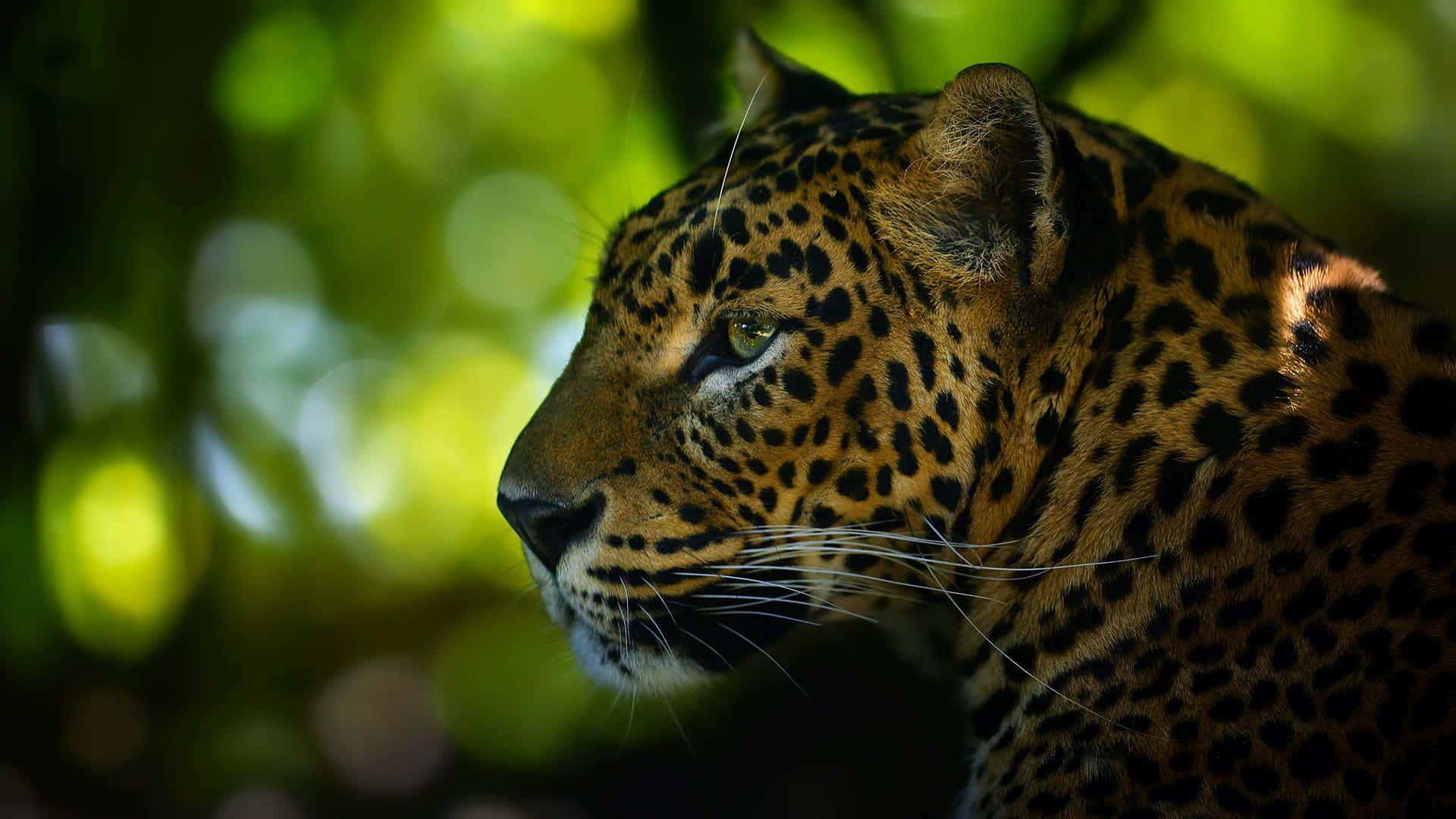 Green Nature And Brown Jaguar Background