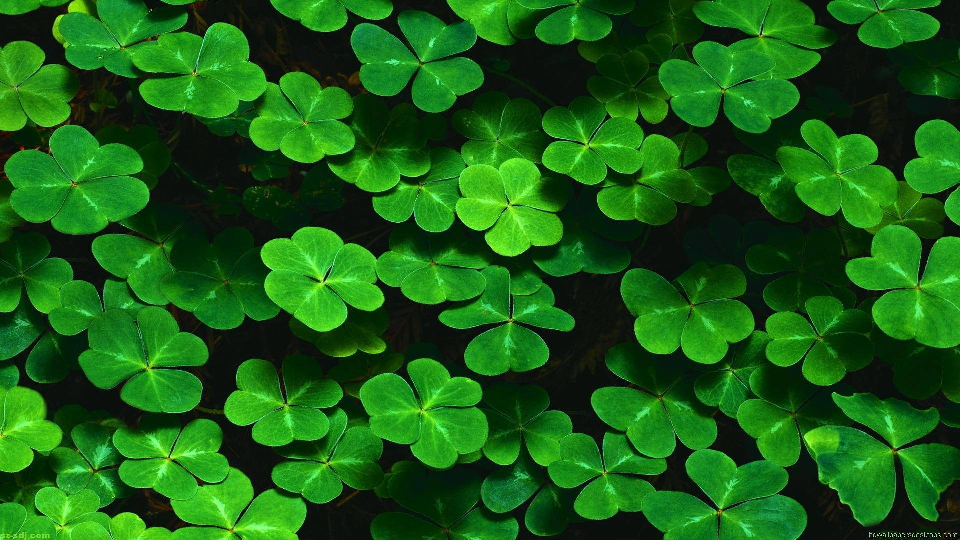 Green Nature Clover Leaves