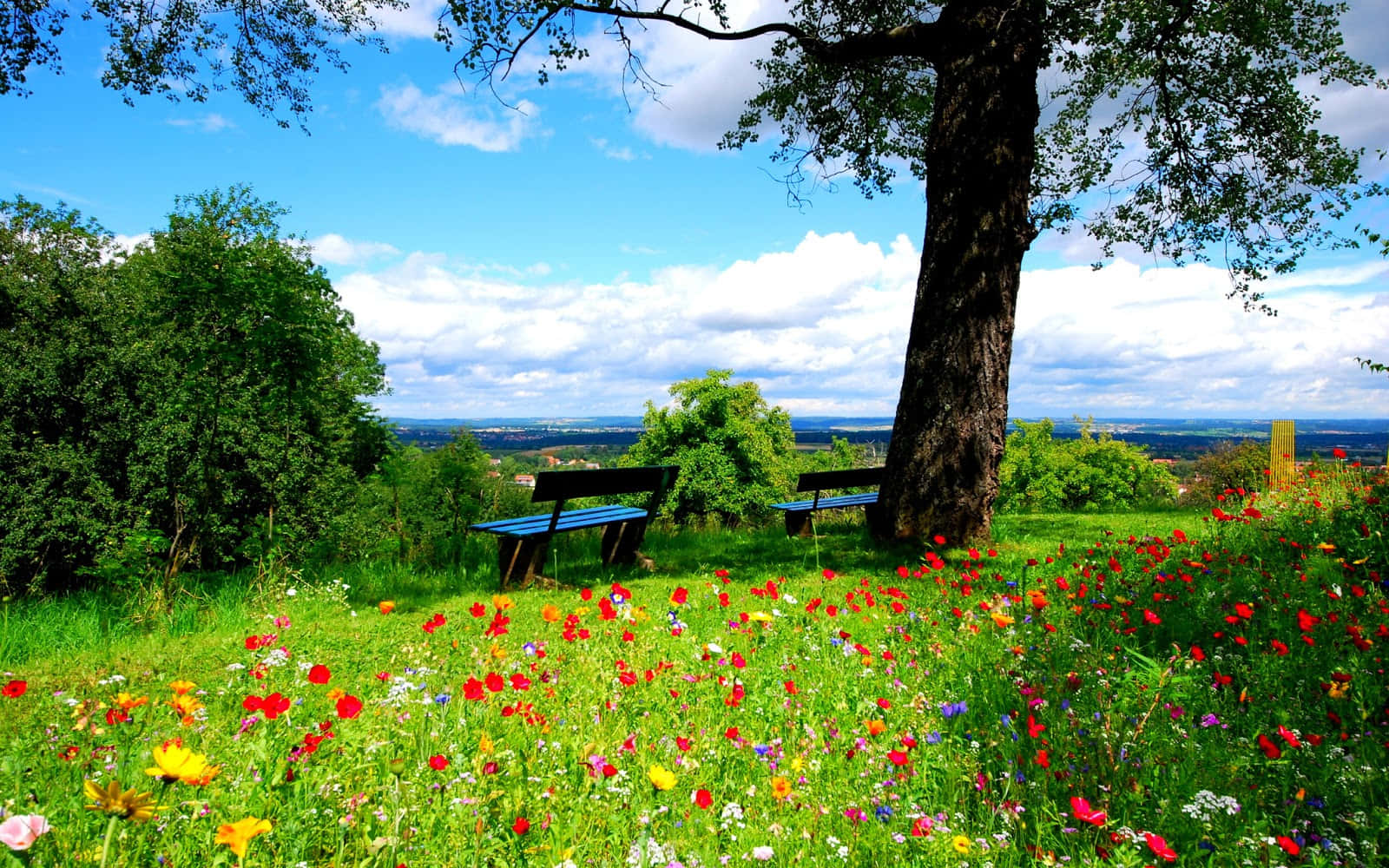 Green Nature Cute Spring Desktop Background