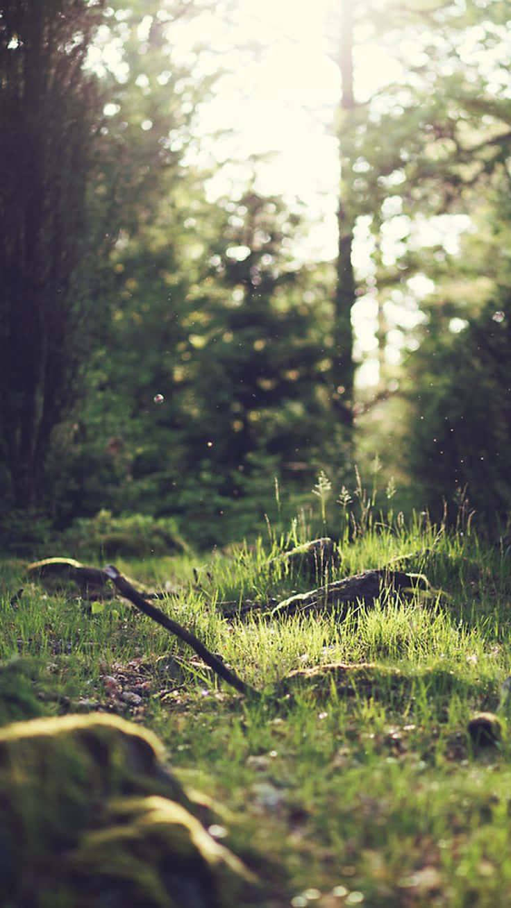 Green Nature Forest Grass Iphone Background