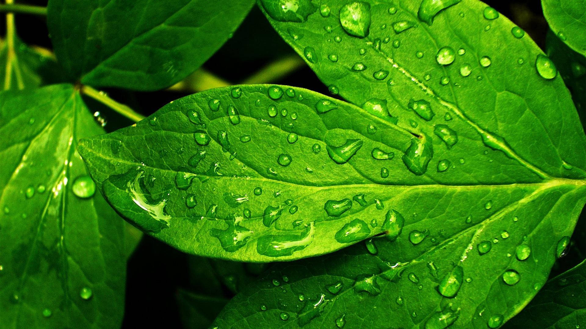 Green Nature Leaf Background