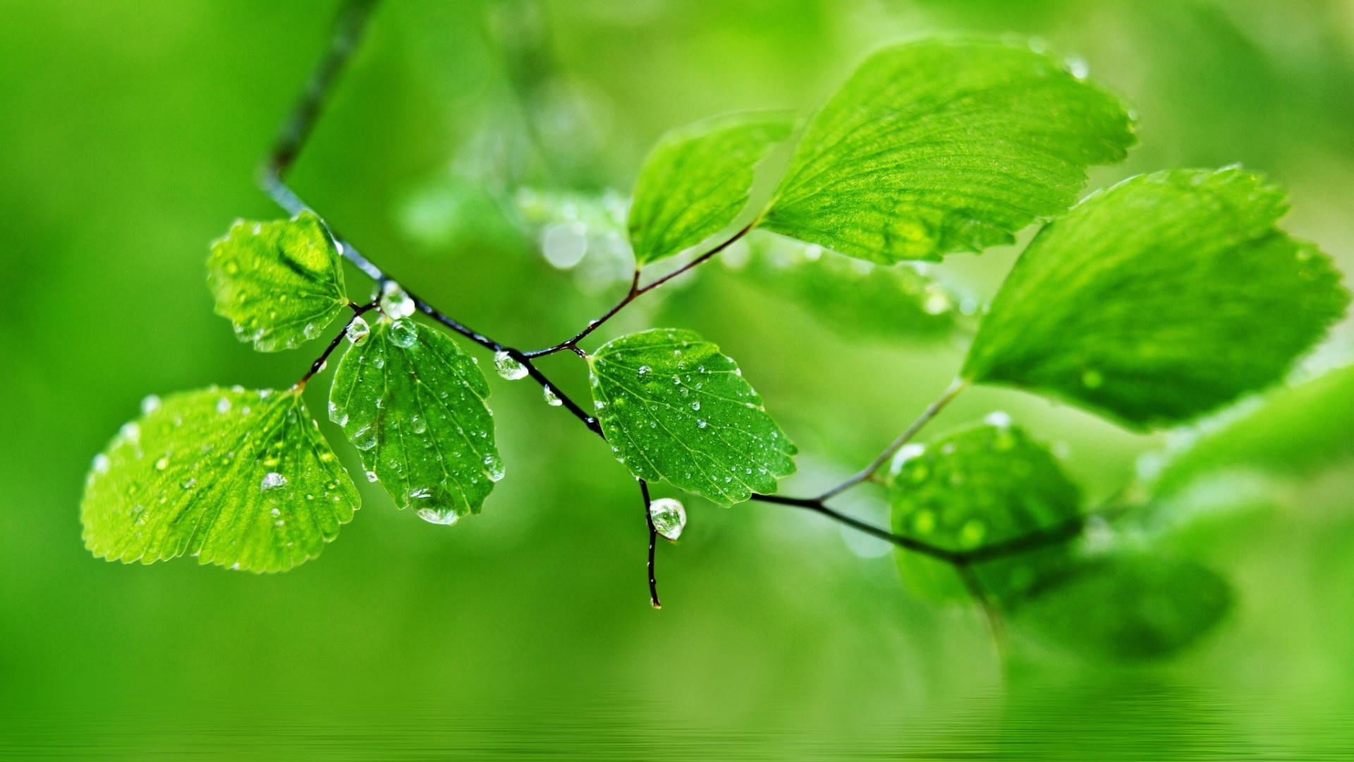 Green Nature Leaf With Dew Background