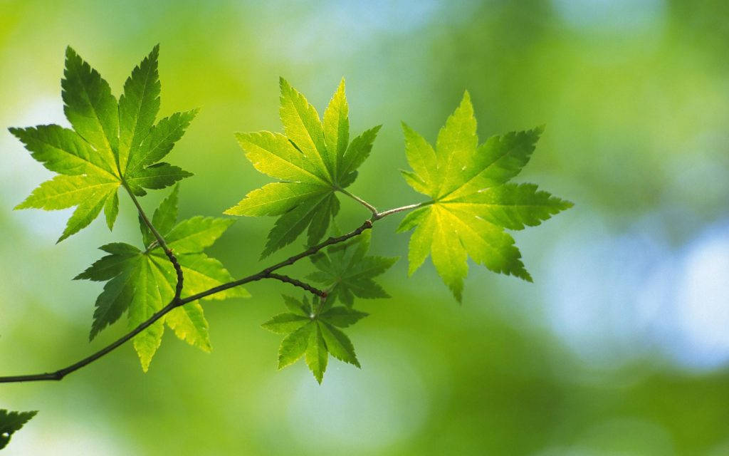 Green Nature Maple Leaf Background