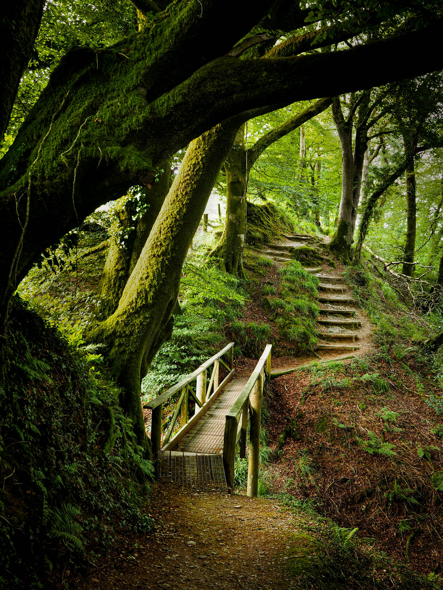 Green Nature Park Walkways