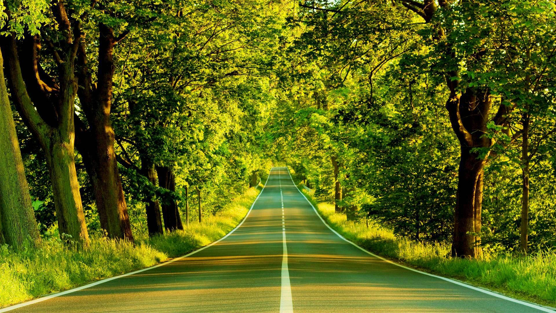 Green Nature Road High Quality Desktop Background