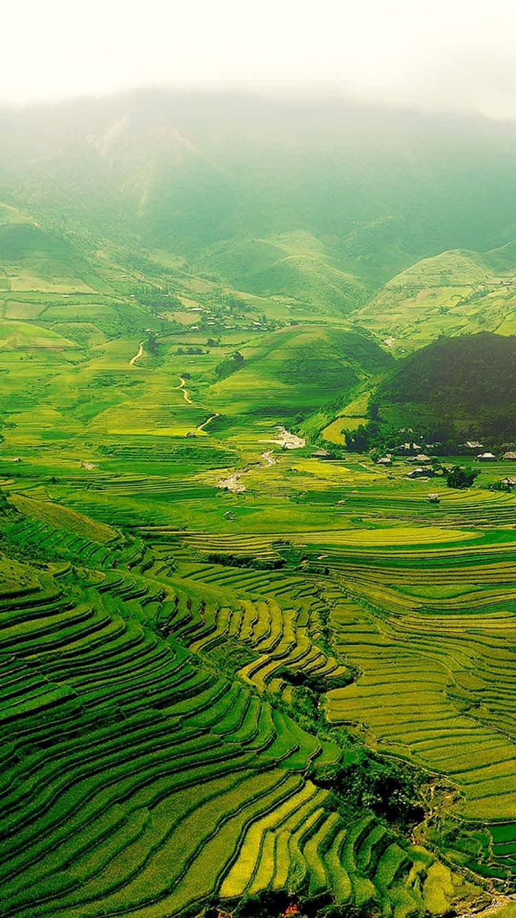 Green Nature Terraces Iphone Background