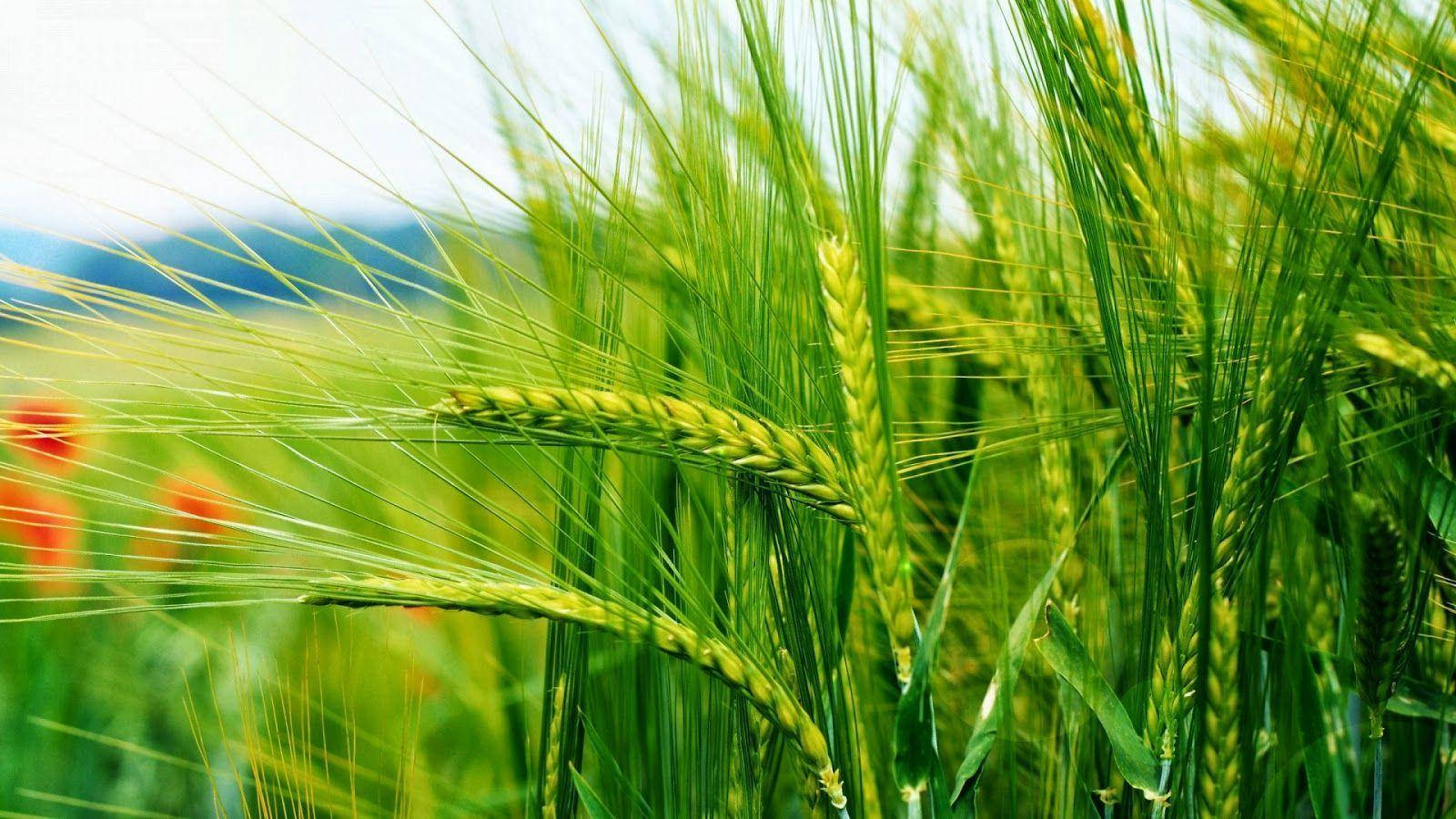 Green Nature Unripe Wheat Background
