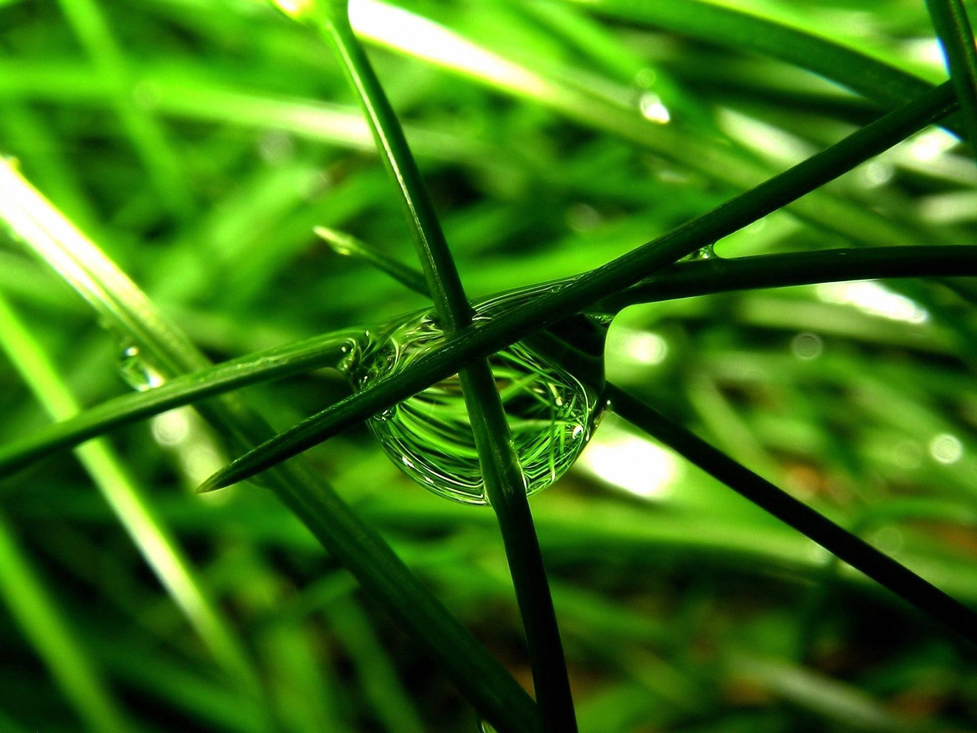 Green Nature Water Drop Background