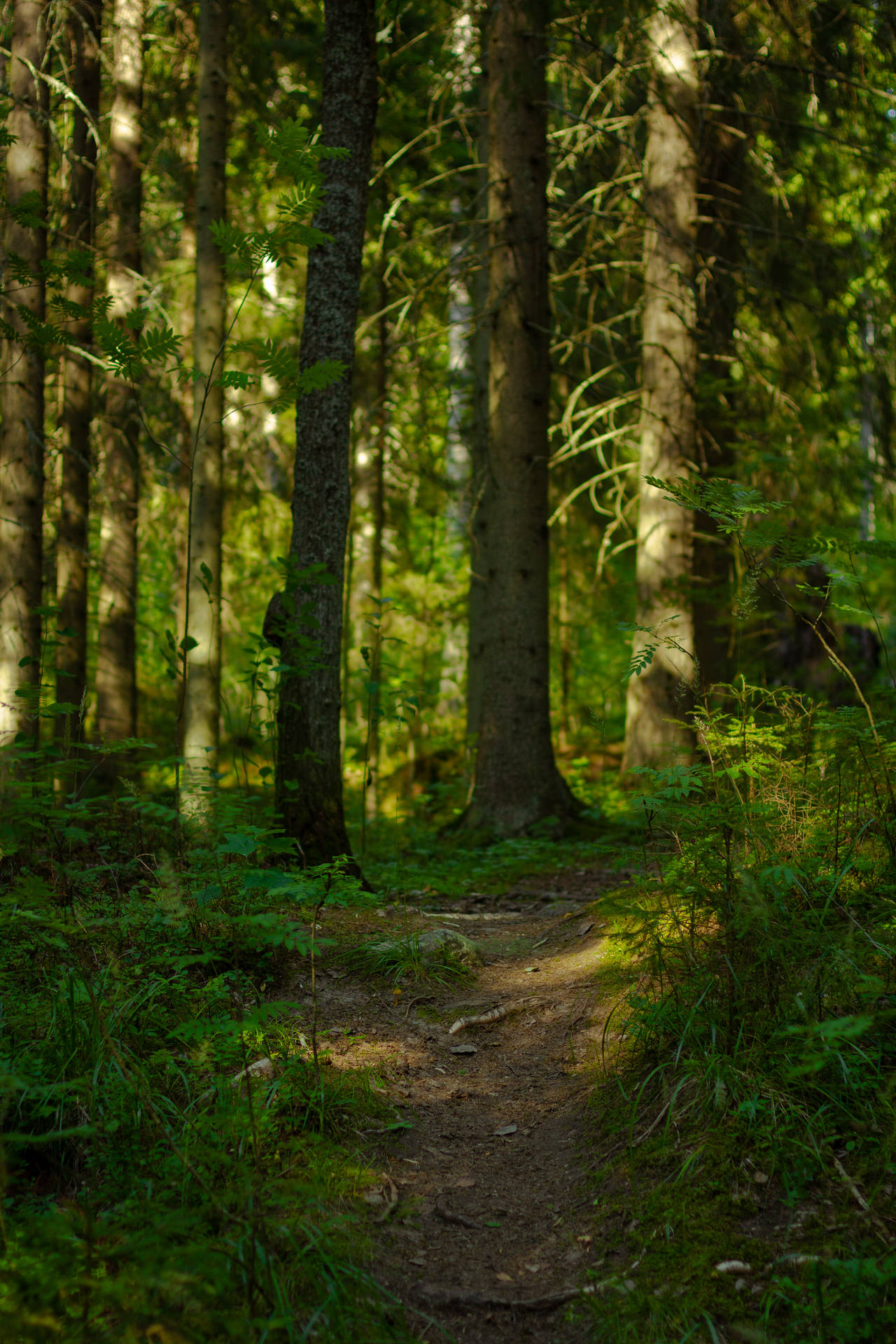 Green Nordic Forest Background