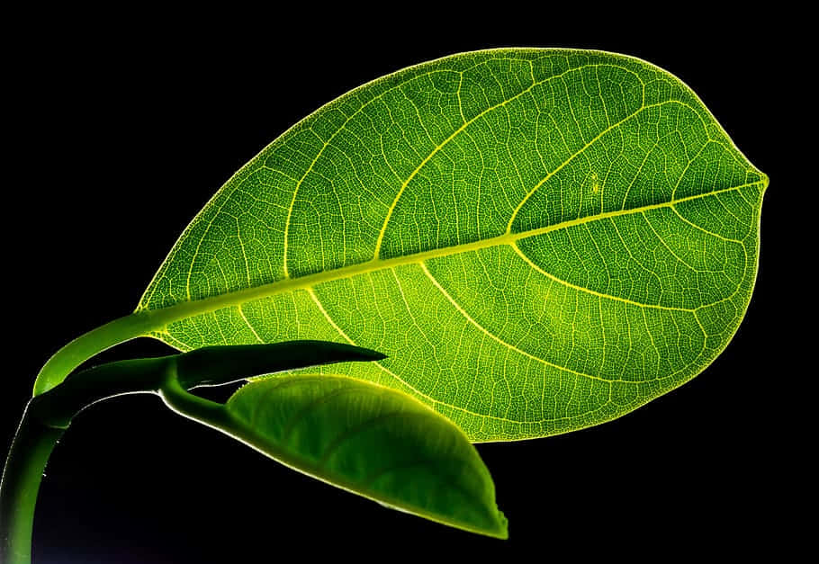 Green Oblong Leaf [wallpaper]