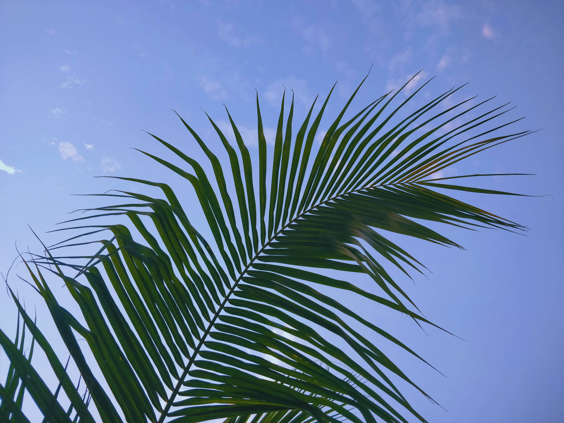 Green Palm Blue Sky Best Desktop