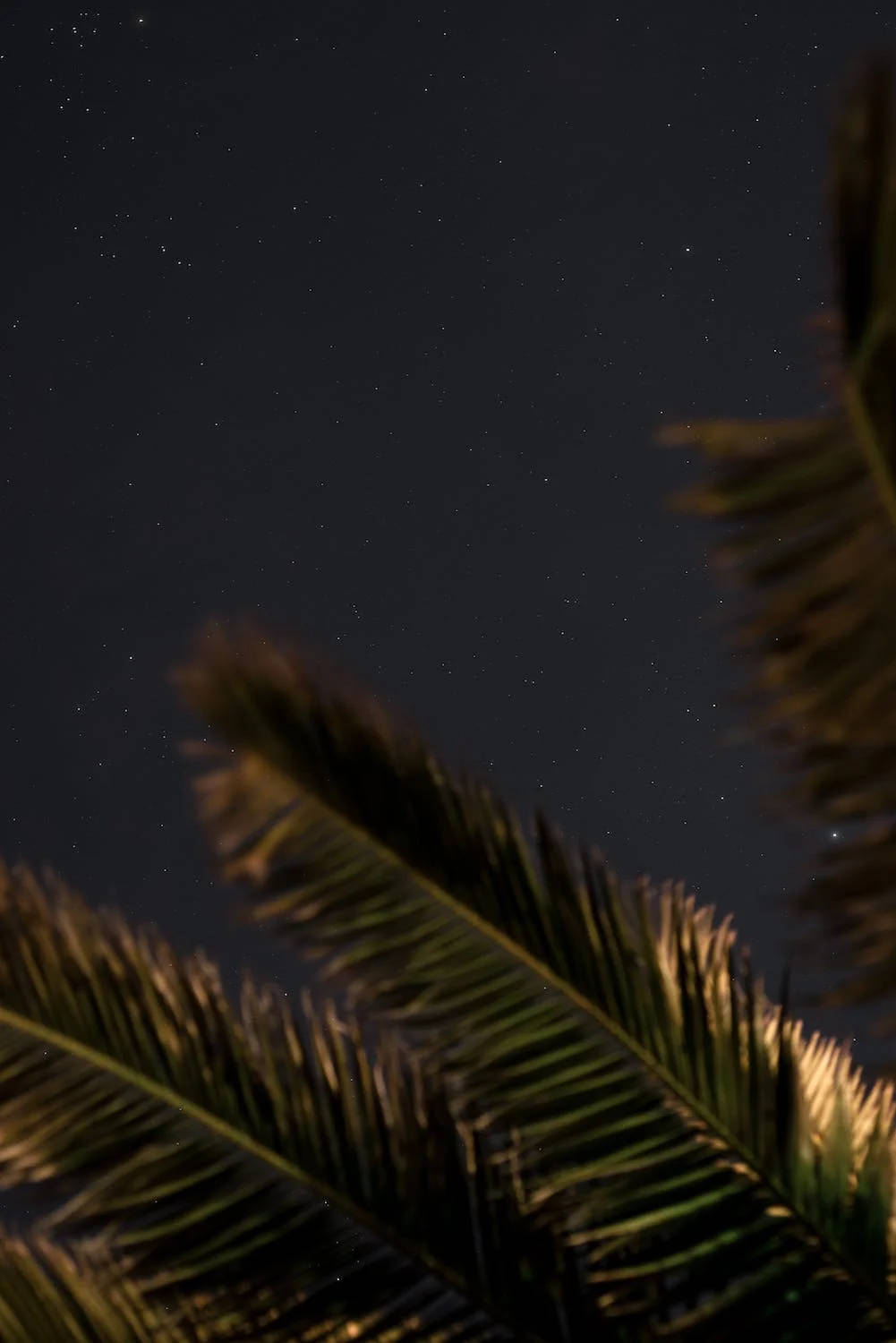 Green Palm Leaves Black Stars Background
