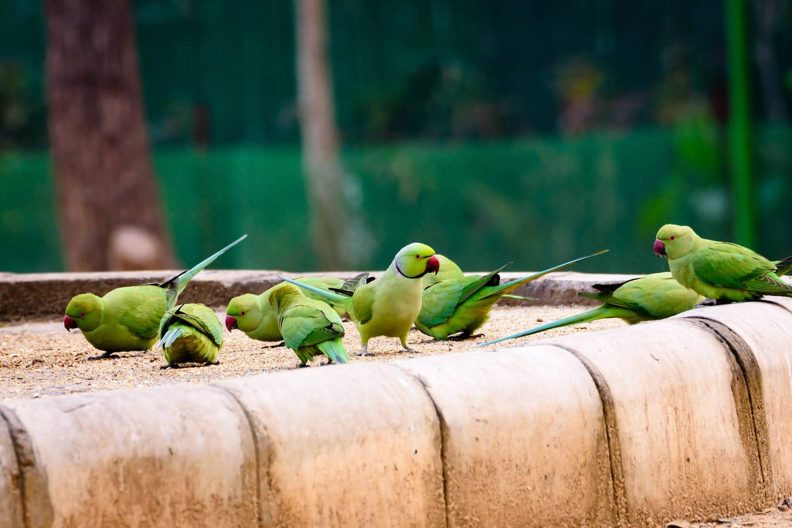 Green Parakeet Beautiful Birds Background