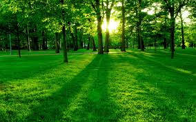 Green Park Sunrise Themes Background