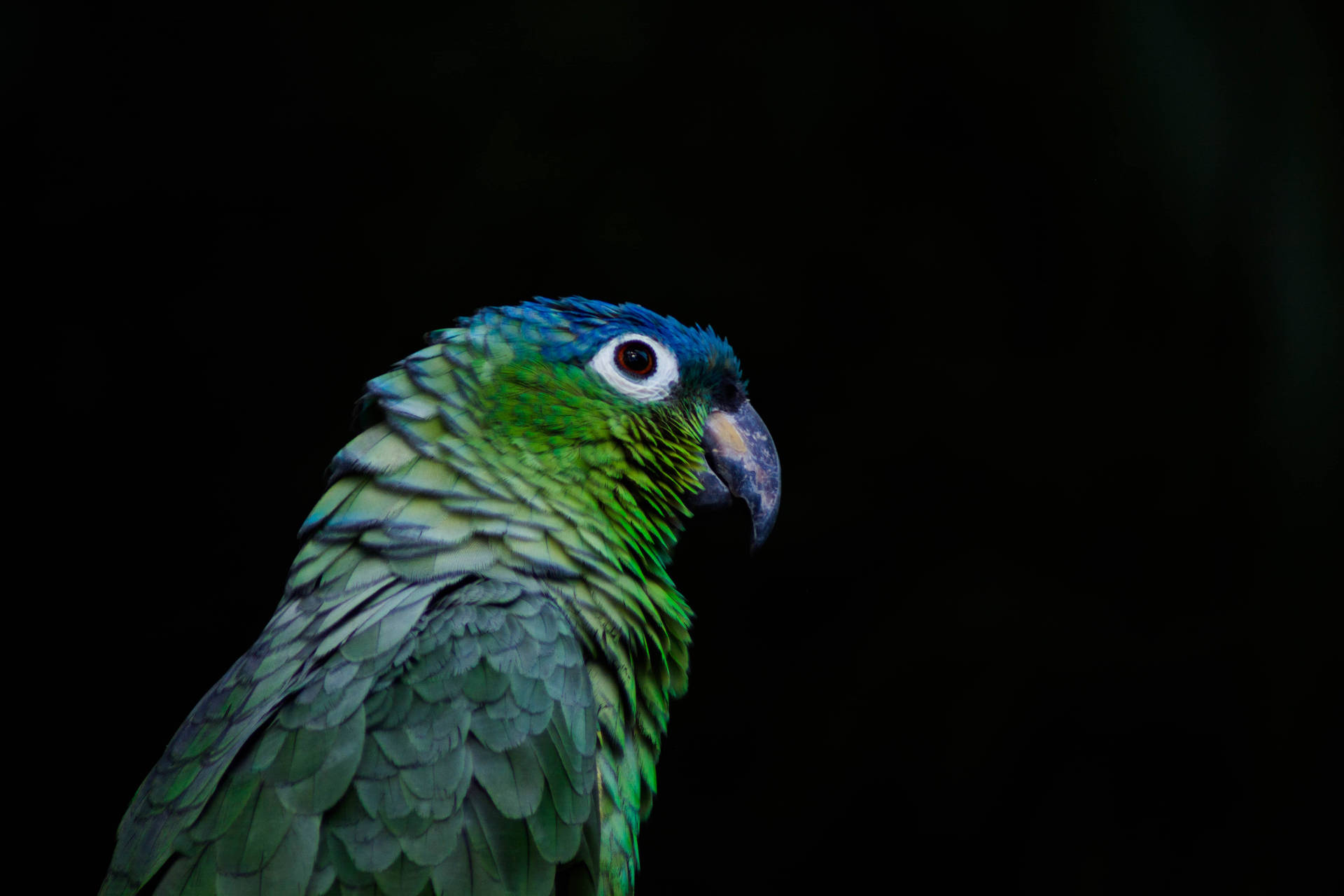 Green Parrot Hd Black