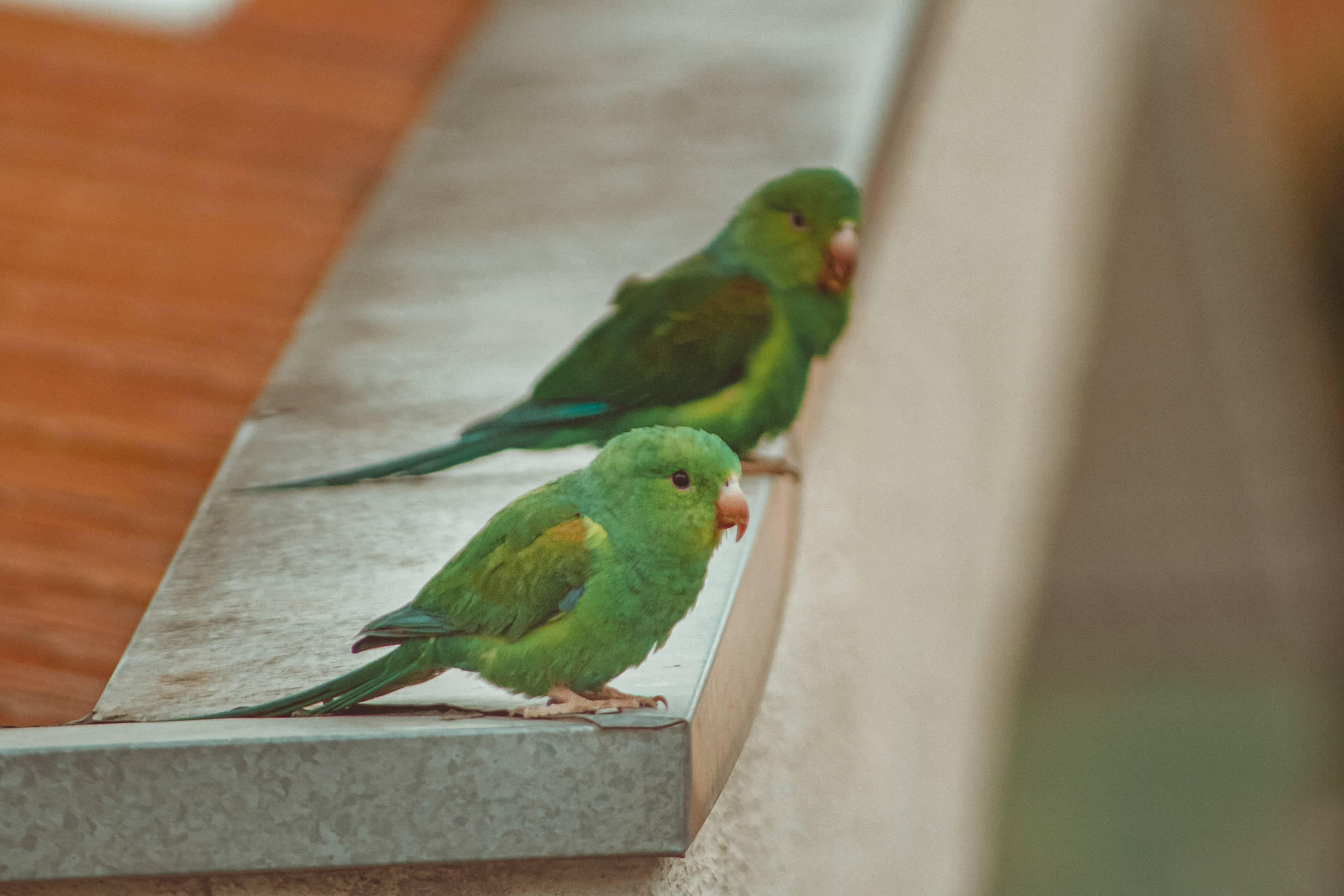 Green Parrot Hd Duo