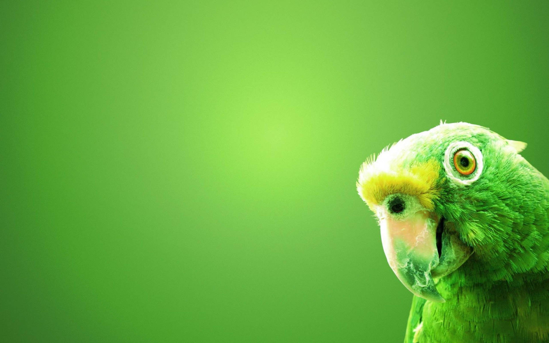 Green Parrot Hd Face