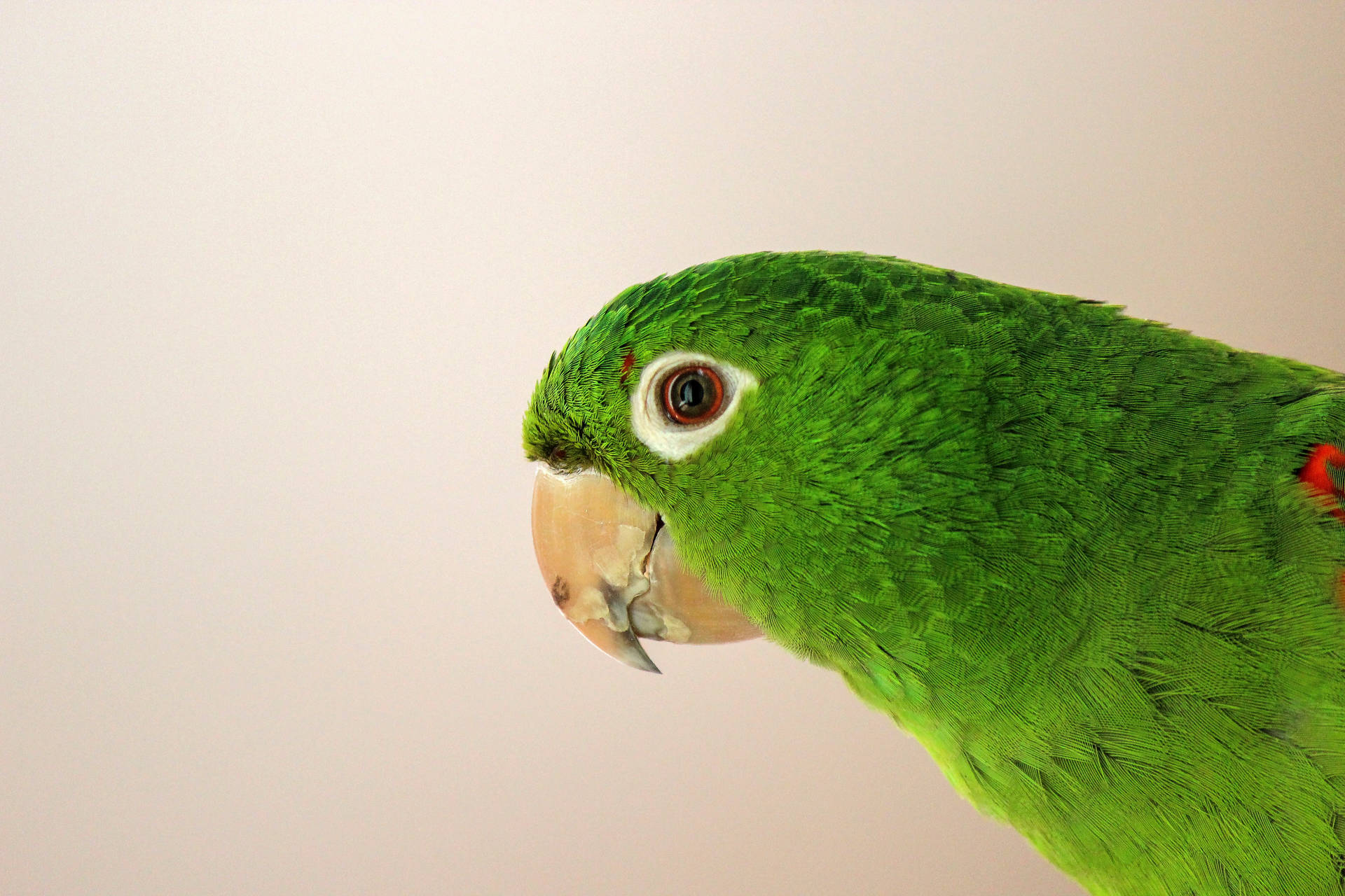 Green Parrot Hd White