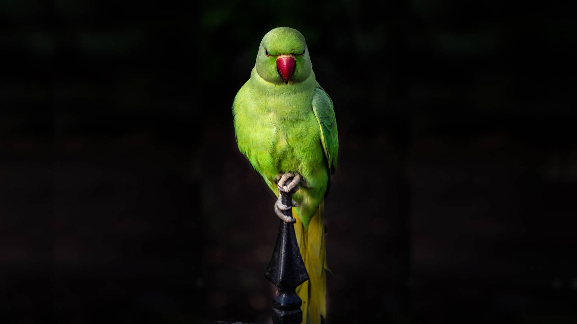 Green Parrot Macbook Pro 4k Background