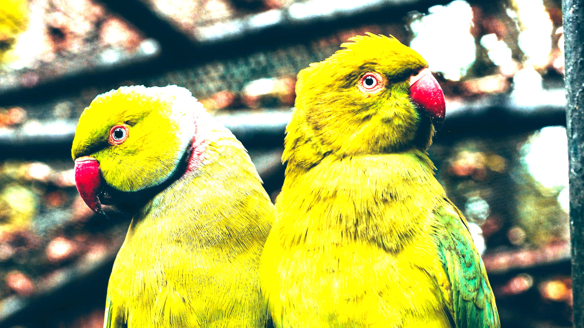 Green Parrot Pair